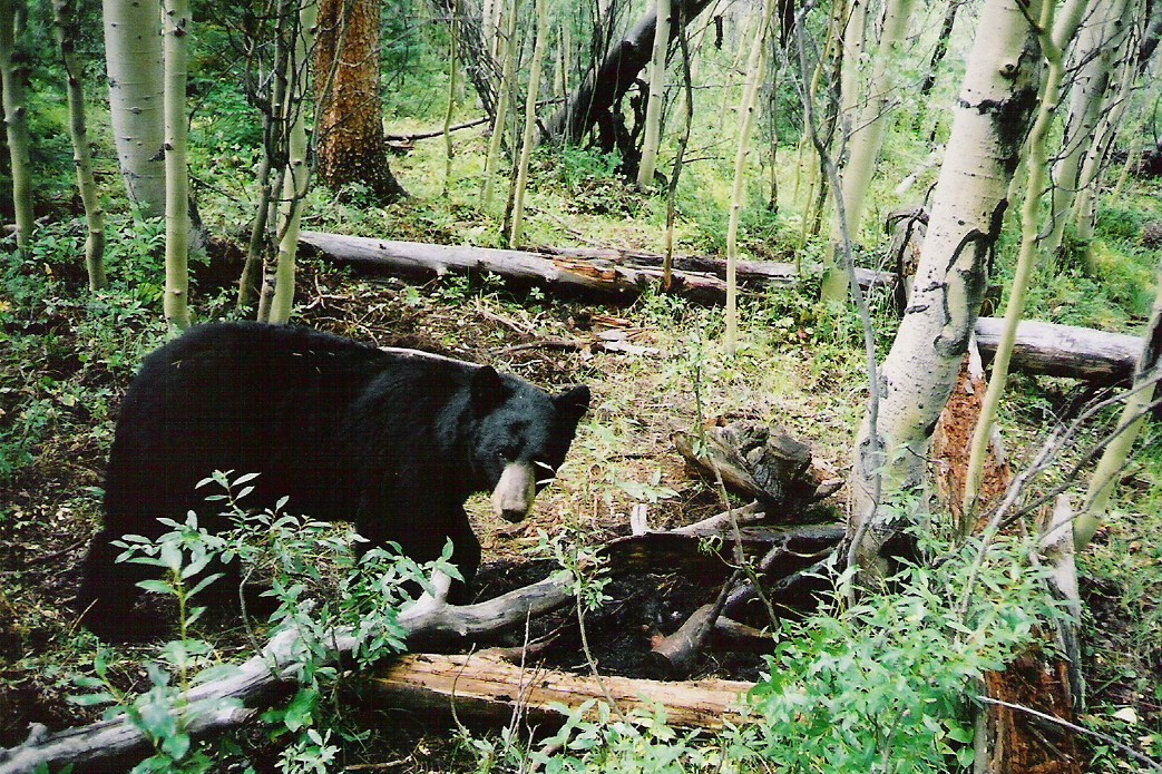 Liquid Scents and Urine Boarmasters Bear, Hog, Deer, and Elk Bait