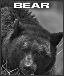 Boarmasters Bear Bait Attractants
