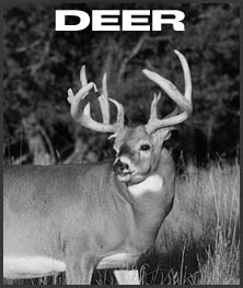 Boarmasters Deer Bait Attractants