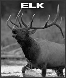 Boarmasters Elk Urine and  Attractants