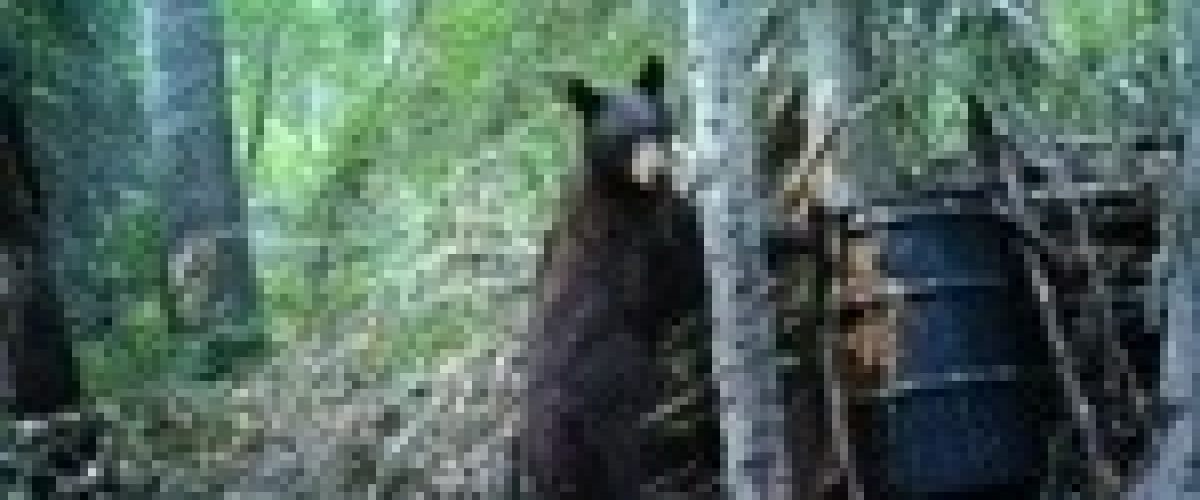 Tips And Tricks Boarmasters Bear, Hog, Deer, and Elk Bait, Lures