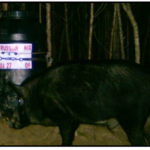 Big Boar Feeding On Barrel