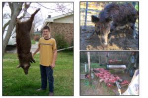 Bormasters Skinning Wild Boar