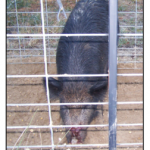 Fera Hog In Cage With Cut Nose