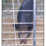 Fera Hog In Cage With Cut Nose