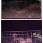 Hogs in Cage Trap At Night