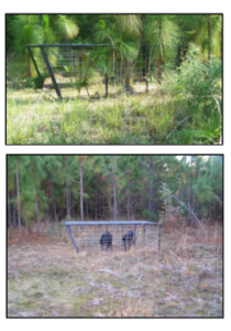 Trapping Wild Boar and Hog With Push Gates