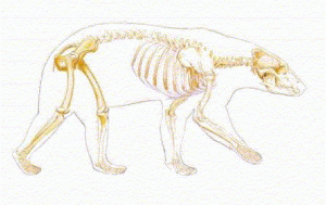 bear skeleton
