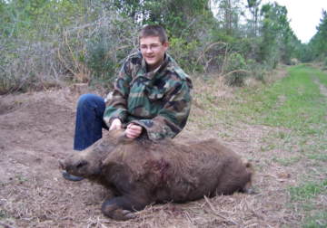 Cross Breeding Boar and Pigs