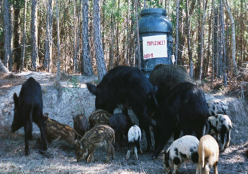 Cross Breeding Boar and Pigs