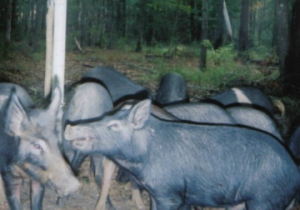 wild boar adapting to nature