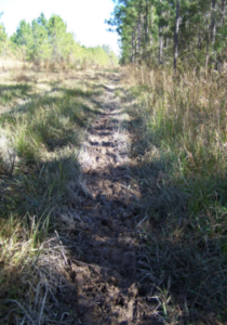 stalking wild boar