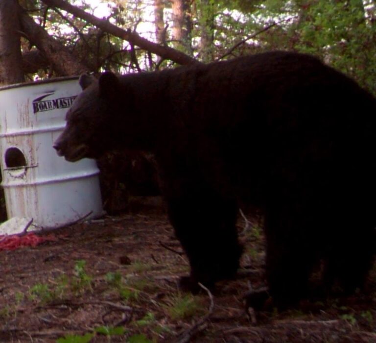 How to build a bear bait barrel Boarmasters Bear, Hog, Deer, and