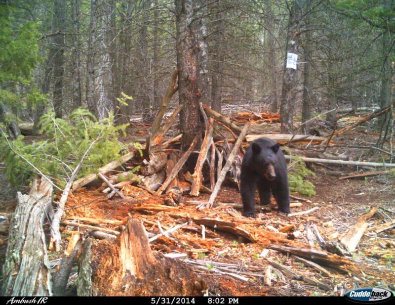 Battle of Baiting and Hunting Nocturnal Bears Boarmasters Bear, Hog