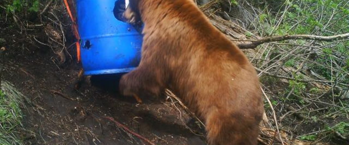 Bear Boarmasters Bear, Hog, Deer, and Elk Bait, Lures, Attractants